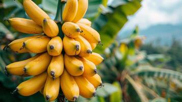 ai generado manojo de bananas colgando desde un árbol foto