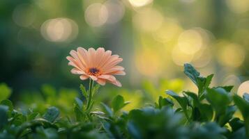 ai generado rosado flor en difuminar foto