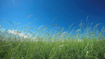 ai generado herboso campo con azul cielo foto