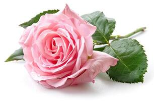 AI generated a pretty pink rose is flower on a white background photo