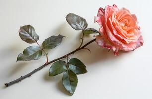 ai generado un rosado Rosa se sienta en un blanco antecedentes foto