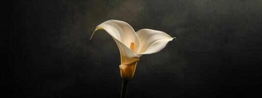 AI generated calla lily on black background photo