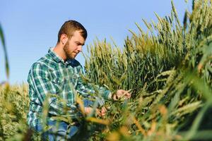 A farmer in a wheat field checks the quality of crops. photo