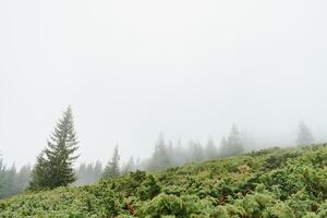 green pine forest on a mount slope in a dense fog, wide outdoor background photo