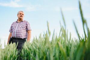 retrato de mayor granjero agrónomo en trigo campo mirando en el distancia. exitoso orgánico comida producción y cultivo. foto