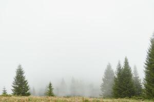 Early morning in a Carpathian foggy valley photo