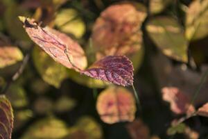 Close up of colorful leaves in autumn park. photo