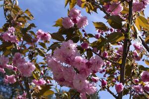 A pink bunches of a blooming sakura tree against a green grass background. Macro shot. photo