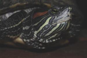 Headshot of a Japanese turtle. photo