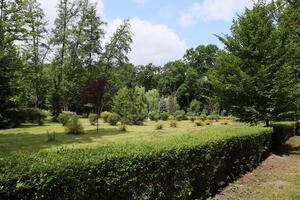 Summer garden in the park. photo