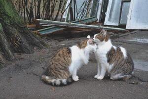 Cute cats in love. Street cats. Funny cats in the street. Cats are kissing. photo