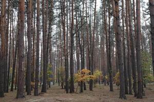 Coniferous forest with young oak trees at autumn. photo