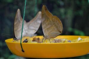 Beautiful butterfly on a green leaves. Tropical wildlife. Beautiful insects. Beauty of nature. Macro nature. photo