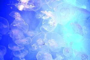 Jellyfish blue background. Underwater life. photo