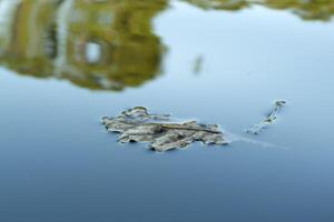 Oak leaf on a surface of lake water close up. photo