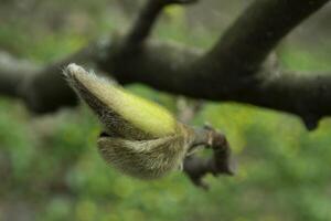 Closed bud of magnolia macro shot. photo