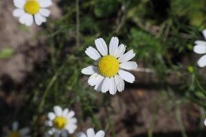 Chamomile officinalis in the garden. photo