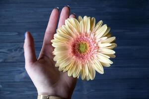 Beige gerbera with a touch of pink in female hand on a dark blue background macro shot. Flower background. photo