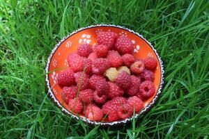 The bowl of raspberries outdoor. Picking raspberries. photo