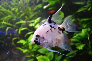 Exotic fish underwater. Underwater life. photo