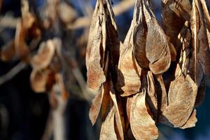 Dried leaves macro shot. Natural pattern. photo
