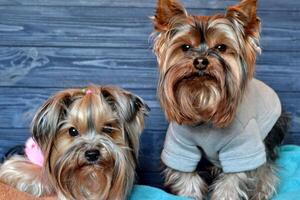 dos linda Yorkshire terriers en el cuadros. hermosa perros en ropa. contento mascotas. foto