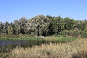 Scenic landscape with lake and trees at summer. photo
