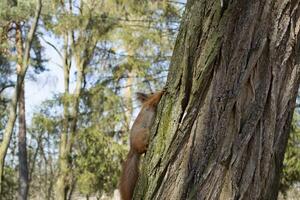 Funny red squirrel on trunck of tree. photo