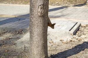 Funny red squirrel on trunck of tree. photo