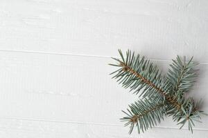 The branch of evergreen on the white wooden background. photo