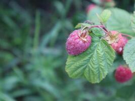 Red raspberries growing on the bush. photo