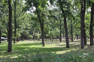 Summer park in morning. Scenic landscape. photo