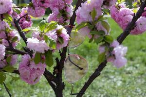 A pink bunches of a blooming sakura tree against a green grass background. Macro shot. photo