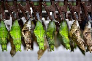 Cocoons of tropical butterfly.Tropical wildlife. Beauty of nature. Macro nature. photo