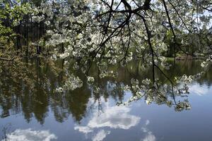 Blossom branches of tree against a lake background. Sunshine spring weather. photo