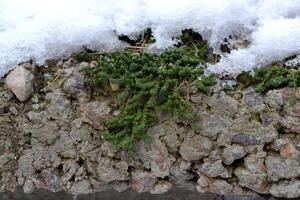 suculentas planta creciente desde Roca y cubierto por nieve. foto