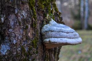 The mushroom on the trunk of tree photo