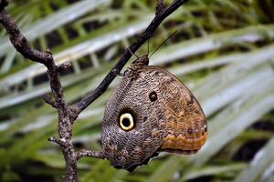 Beautiful butterfly on a green leaves. Tropical wildlife. Beautiful insects. Beauty of nature. Macro nature. photo