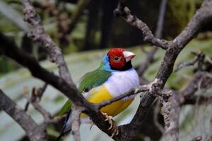 vistoso tropical loro sentado en el rama. foto