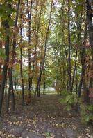 otoño parque. amarillo follaje. hermosa y pacífico lugar. otoño paisaje. foto