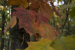 The oak leaves at autumn park, close up. Beautiful autumn background. photo