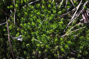 Green moss texture. photo