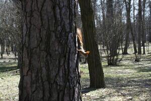 Funny red squirrel on trunck of tree. photo