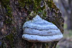 The mushroom on the trunk of tree photo