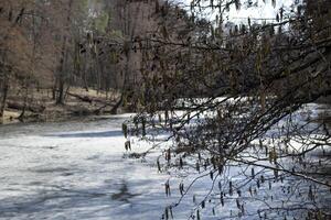 Spring forest landscape. photo