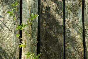 Old wooden background with young branch of wild grape. photo