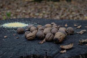 Walnuts on the stump in autumn park. photo