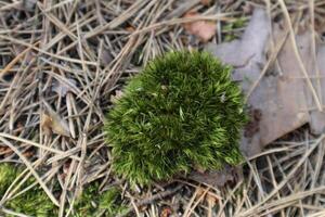 Green moss, close up in coniferous forest. photo