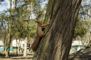 Funny red squirrel on trunck of tree. photo