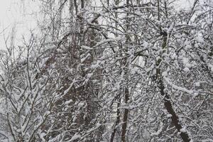 el arboles cubierto por nieve. foto